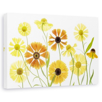 Tablou canvas - Helenium, Natura moarta, Portocaliu, Flori, Vara, 40 x 60 cm Tablou canvas - Helenium, Natura moarta, Portocaliu, Flori, Vara, 40 x 60 cm