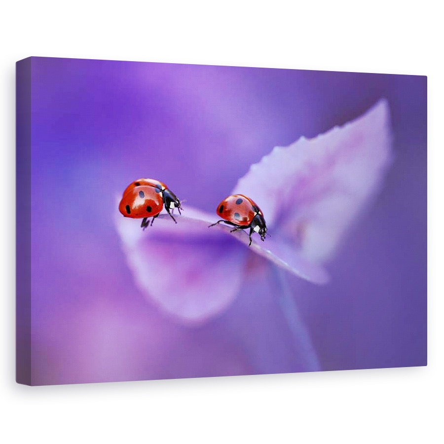 Tablou canvas - Buburuze pe hortensie, Flori, Violet, Dragoste, Romantic, 60 x 90 cm