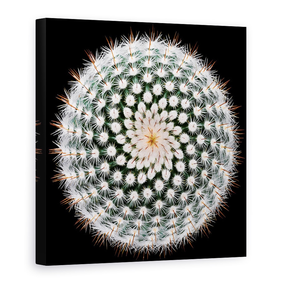 Tablou Canvas - Notocactus Scopa, Cactus, Spines, Abstract, Radial, 90 x 90 cm