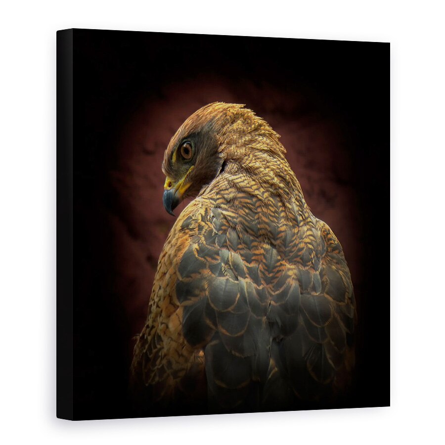 Tablou Canvas - Cineva Sa Se Uite La Mine, Ochi, Pasare, Savana Hawk, 90 x 90 cm