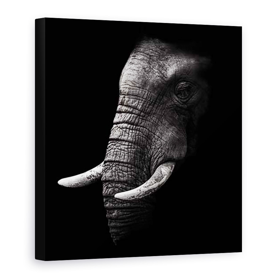 Tablou Canvas - Portret, Elefant, Animal, Intuneric, Trunchi, Experienta, 90 x 90 cm