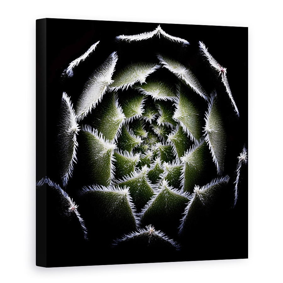 Tablou Canvas - Rozeta Sempervivum, Rosette, Suculent, Sempervivum, Plante, 90 x 90 cm