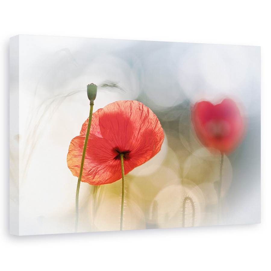 Tablou canvas - Dimineata cu maci, Flori, Rosu, Romantic, 60 x 90 cm