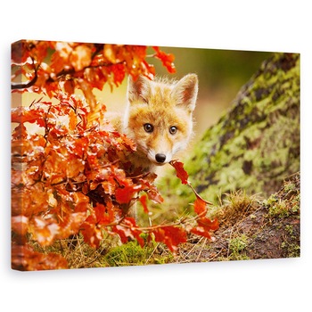 Tablou canvas - Vulpe, Nature, Toamna, Blana, Frunze, 80 x 120 cm Tablou canvas - Vulpe, Nature, Toamna, Blana, Frunze, 80 x 120 cm