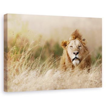 Tablou canvas - Frumusete, Nature, Leu, Serengeti, Savana, 40 x 60 cm Tablou canvas - Frumusete, Nature, Leu, Serengeti, Savana, 40 x 60 cm