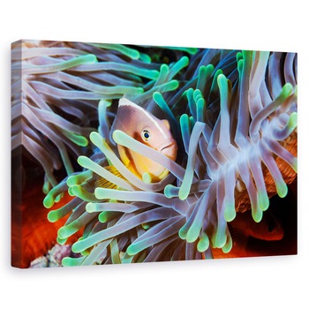 Tablou canvas - Pestele clovn, Animal, Recif, Natura, Salbatice, 60 x 90 cm Tablou canvas - Pestele clovn, Animal, Recif, Natura, Salbatice, 60 x 90 cm