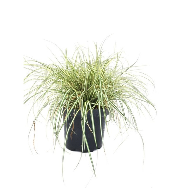 Iarba ornamentala carex oshimensis evergold - culoarea verde cu o dunga galbena