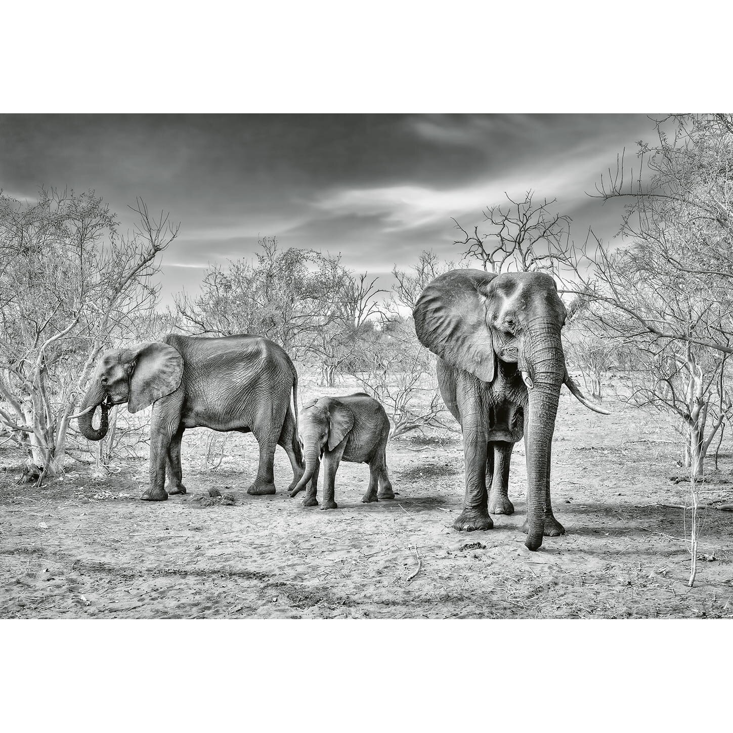 Fototapet cu animale Wizard & Genius 5096-8 dimensiune 384cm (L) x 260cm (I) gri