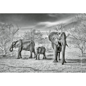 Fototapet cu animale Wizard & Genius 5096-8 dimensiune 384cm (L) x 260cm (I) gri Fototapet cu animale Wizard & Genius 5096-8 dimensiune 384cm (L) x 260cm (I) gri