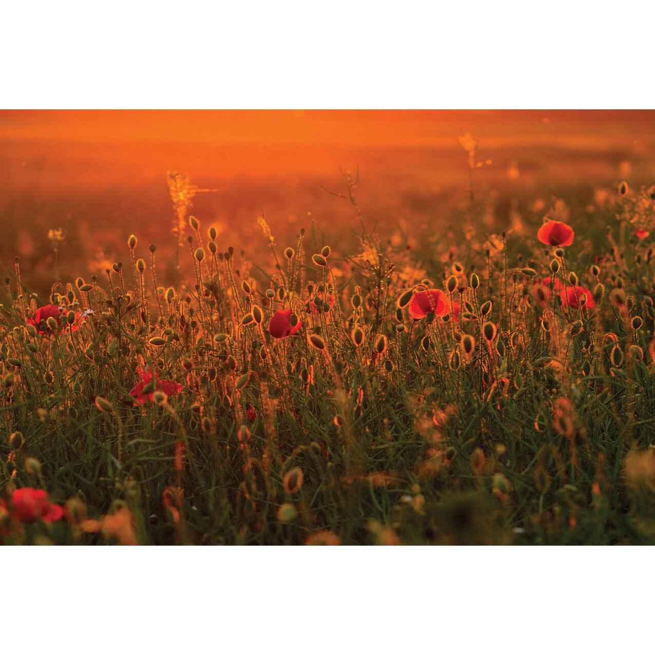 Panou DE PERETE Dragus 900w PEISAJ MACI, cu radiatii infrarosii, 125/60/2 cm