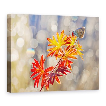 Tablou Canvas - Momente Septembrie, Fluture, Insecta, Rosu, Toamna, 30 x 40 cm Tablou Canvas - Momente Septembrie, Fluture, Insecta, Rosu, Toamna, 30 x 40 cm
