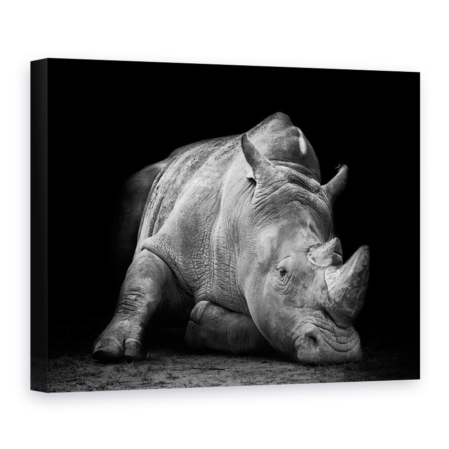 Tablou Canvas - Invins, Puternic, Extinderea, Alb-Negru, Fauna, Greu, 30 x 40 cm