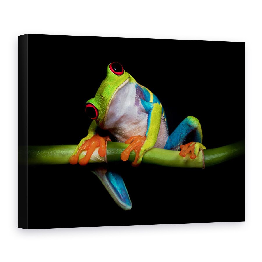 Tablou Canvas - Curiozitate, Broasca, Vanator, Portret, Natura, 30 x 40 cm