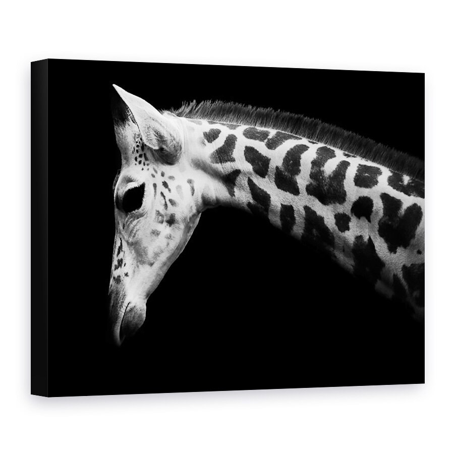 Tablou Canvas - Calf, Girafa, 50 x 70 cm