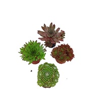sempervivum de exterior - mix 4 bucati imagen 54_0_
0