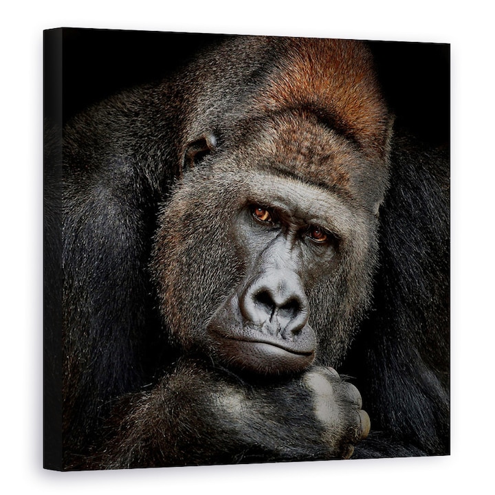 Az Érintkezés Pillanatában, Gorilla, Állatok - Vászonkép, 90 x 90 cm