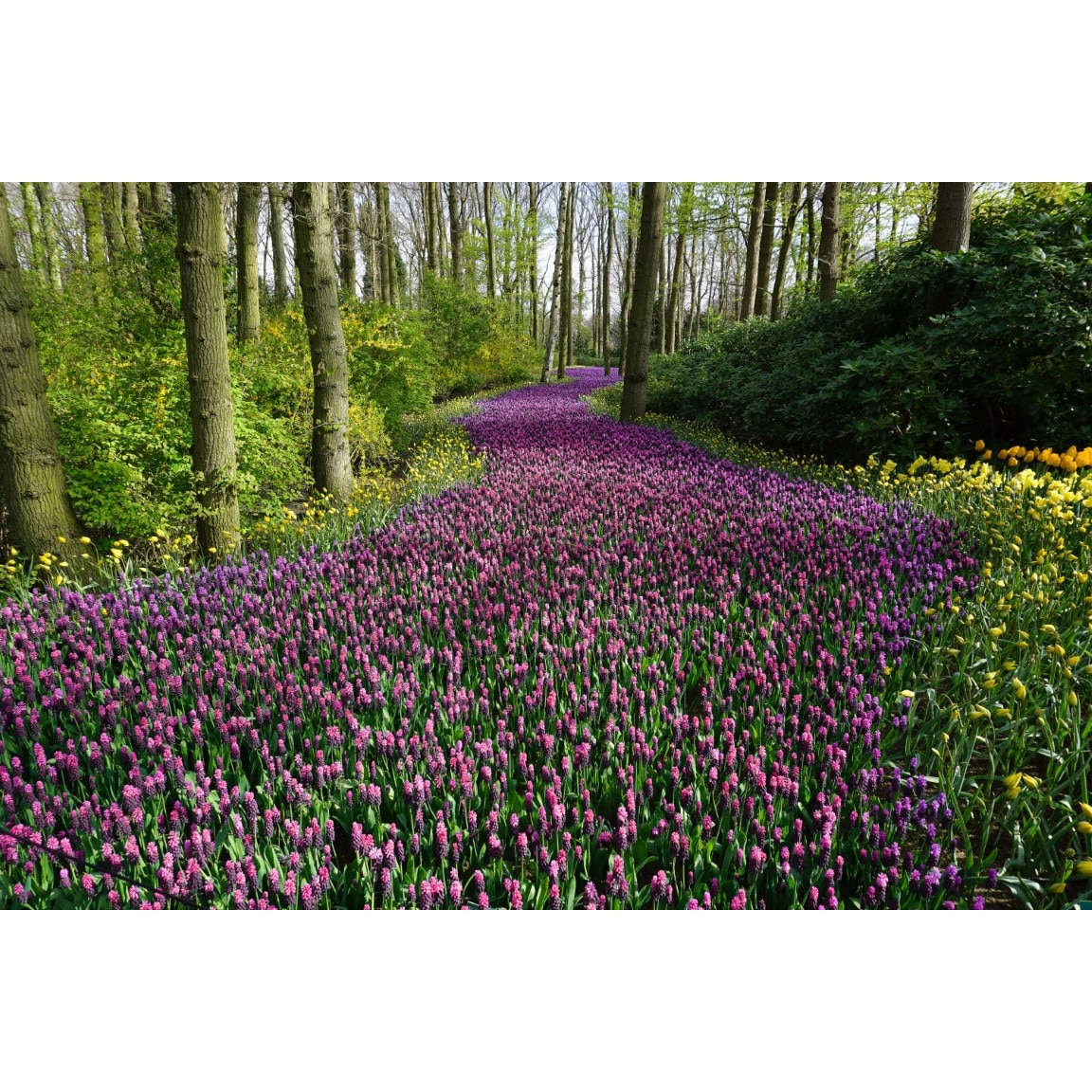 Fototapet de perete autoadeziv si lavabil Drum de flori roz, 270 x 200 cm