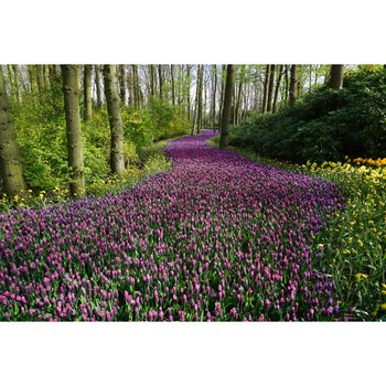 Fototapet de perete autoadeziv si lavabil Drum de flori roz, 270 x 200 cm Fototapet de perete autoadeziv si lavabil Drum de flori roz, 270 x 200 cm