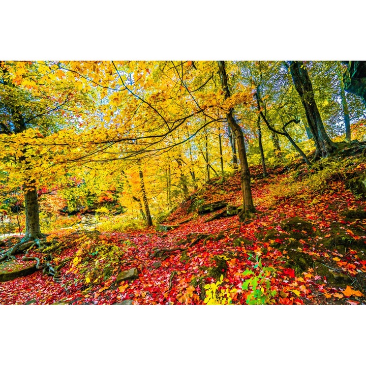 Tapéta Vörös leveles szőnyeg, 200 x 150 cm