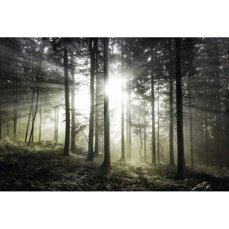 Fototapet cu padure Wizard & Genius 5181-8 dimensiune 384cm (L) x 260cm (I) Gri