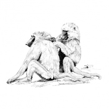 Set schite Royal and Langnickel 7 - Baboons Set schite Royal and Langnickel 7 - Baboons