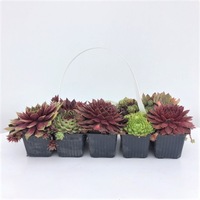 set de 6 plante perene - sempervivum imagen 41_1_
0