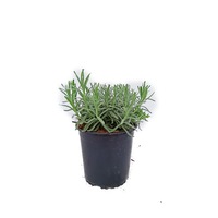 lavandula angustifolia - lavanda perena imagen 23_2_
0
