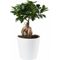 bonsai - ficus ginseng h30 cm cu vas decorativ secret garden imagen 0_0_0