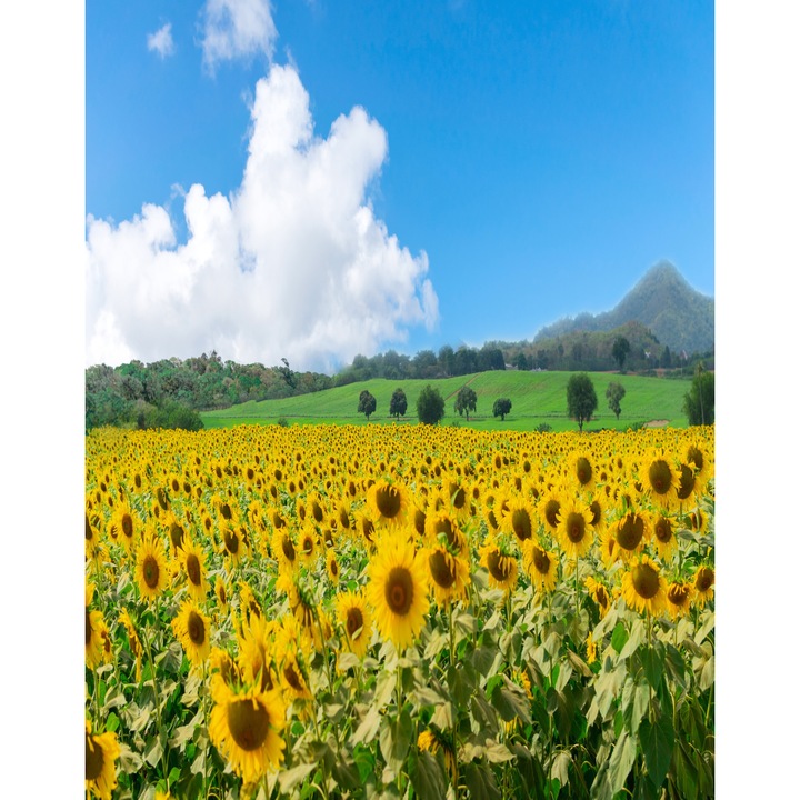 Natura79 öntapadó és mosható fali tapéta, 150 x 205 cm