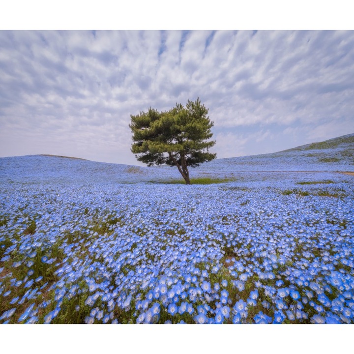 Fotótapéta Fa kék virágos mezőben, 400 x 250 cm