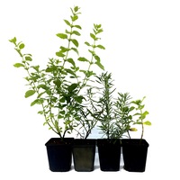 set 4 plante aromatice - menta  tarhon  lamaita  rozmarin- multi anuale imagen 46_2_
0
