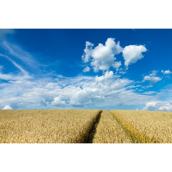 Fototapet de perete autoadeziv si lavabil Natura150, 270 x 200 cm Fototapet de perete autoadeziv si lavabil Natura150, 270 x 200 cm