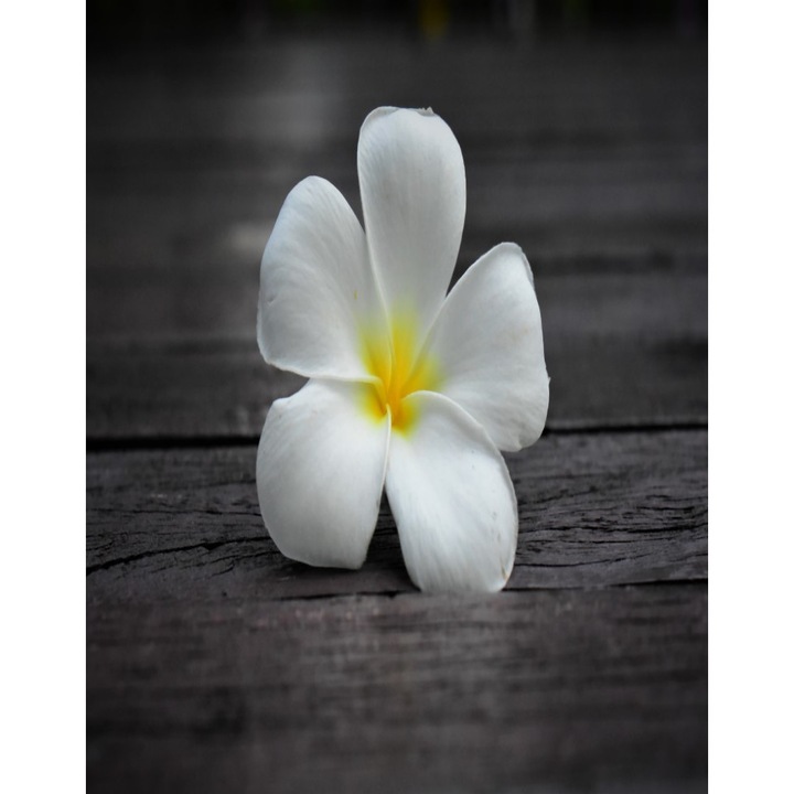 Fototapet de perete autoadeziv si lavabil Flori59, 135 x 225 cm