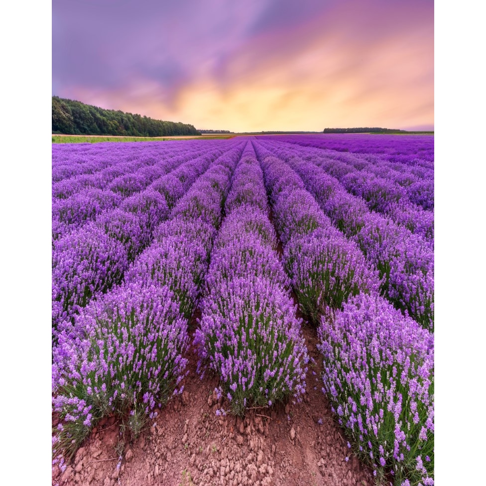 Fototapet de perete autoadeziv si lavabil Flori27, 135 x 225 cm