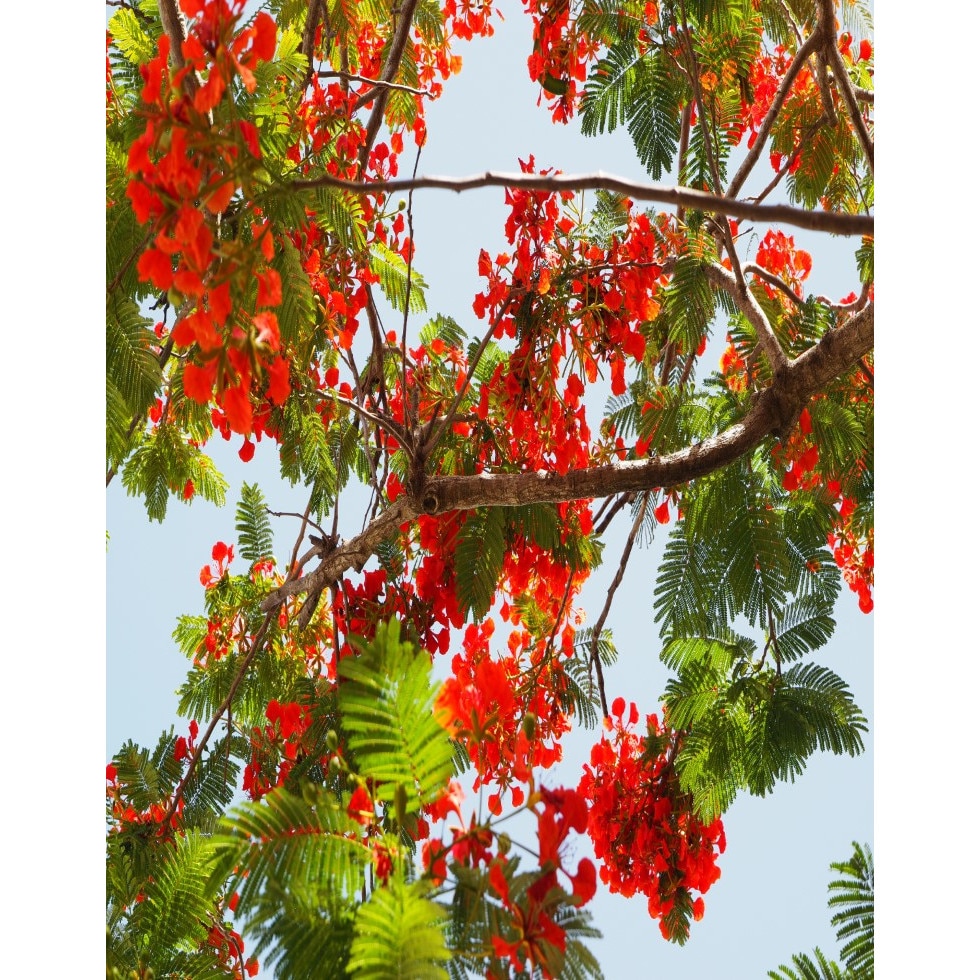 Fototapet de perete autoadeziv si lavabil Flori60, 135 x 225 cm
