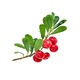 Ceai din plante Tonika Ursulet (Arctostaphylos Uva-ursi), 20 pliculete