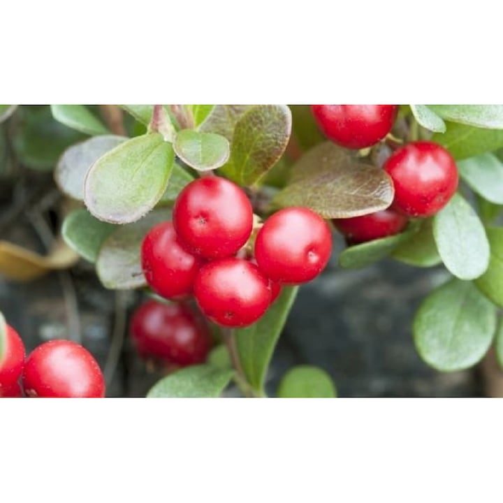Ceai din plante Tonika Ursulet (Arctostaphylos Uva-ursi), 20 pliculete