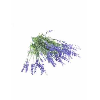 Set Atelier 5 Plante decorative, Lavanda Set Atelier 5 Plante decorative, Lavanda