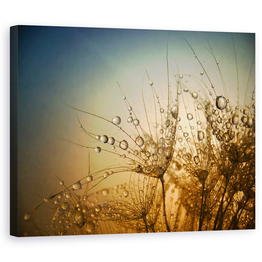 Tablou Canvas - Noapte Tandra,Picatura, Apa, Umed, Bland, 40 x 50 cm