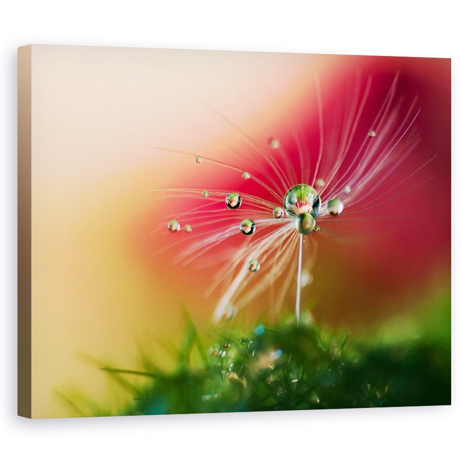 Tablou Canvas - Dimineata Rosie, Seminte, Picatura, Bland, Delicat, 60 x 75 cm