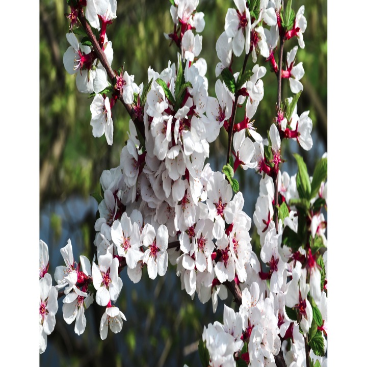 Blueback MAT tapéta, növényvilág 74 modell, 200 x 255 cm