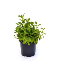 menta in ghiveci 13 cm imagen 50_1_
0