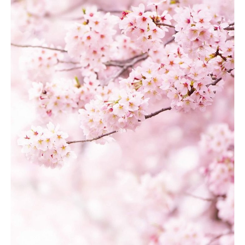 Fototapet floral Wizard Genius 5448-8 dimensiune 240cm (L) x 260cm (I) multicolor