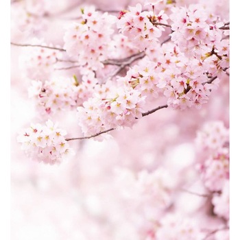 Fototapet floral Wizard Genius 5448-8 dimensiune 240cm (L) x 260cm (I) multicolor Fototapet floral Wizard Genius 5448-8 dimensiune 240cm (L) x 260cm (I) multicolor