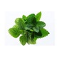 Ceai din plante Tonika Balsam (Melissa Officinalis), 20 pliculete