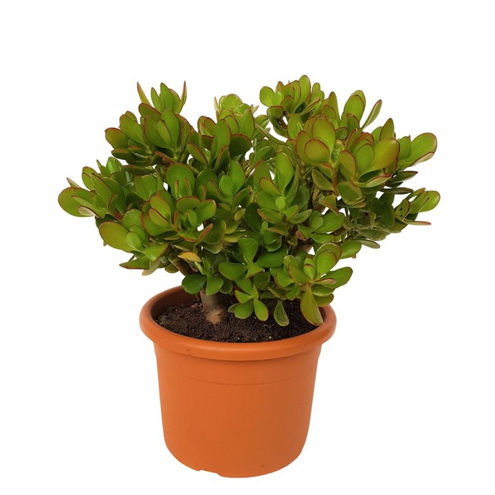 Crassula Ovata - Copacul cu bani, 35 cm