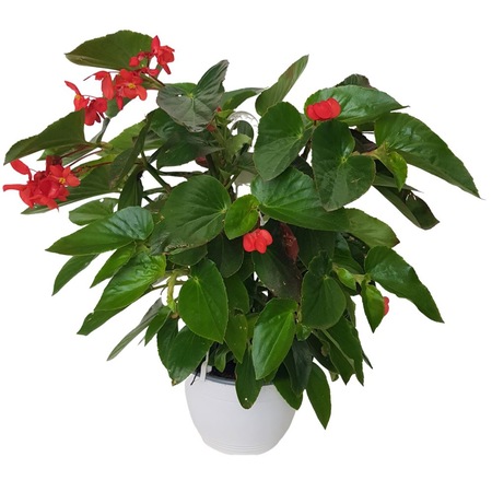 Begonia Dragon Rosie In Ghiveci 24cm Emag Ro