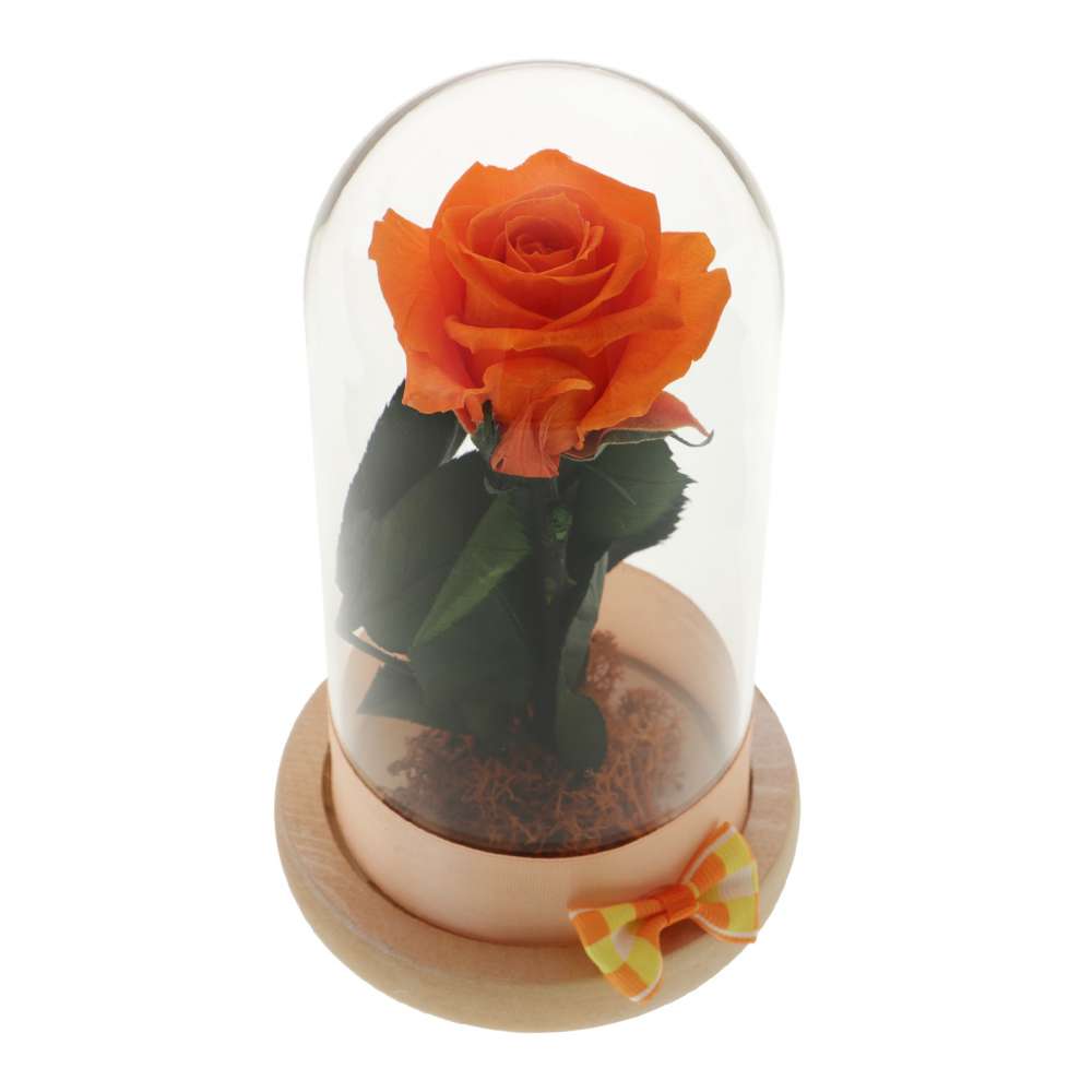 Trandafir Criogenat Orange Rose