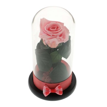 Trandafir Criogenat Pink Rose Trandafir Criogenat Pink Rose