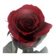 Trandafir Criogenat Red Rose